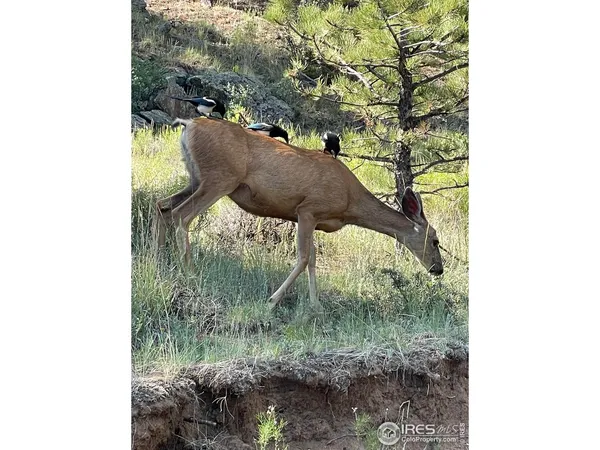 $455,000 | 830 Morgan Street, Estes Park, CO 80517