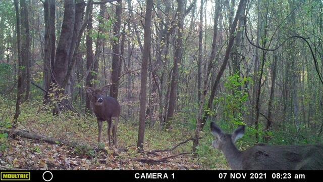 57640 St John Road Quaker City, OH 43773 - Photo 8 of 51 2 Deer