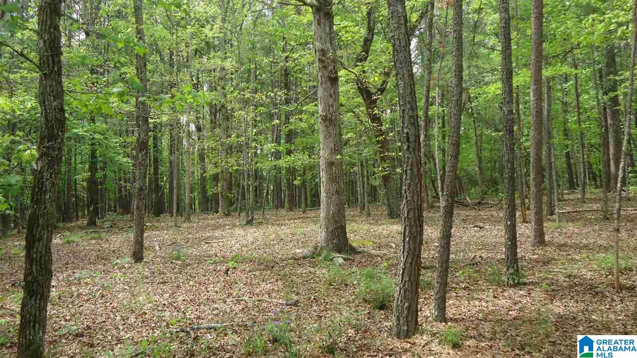 0 Mudd Street Ohatchee, AL 36271 - Photo 10 of 20