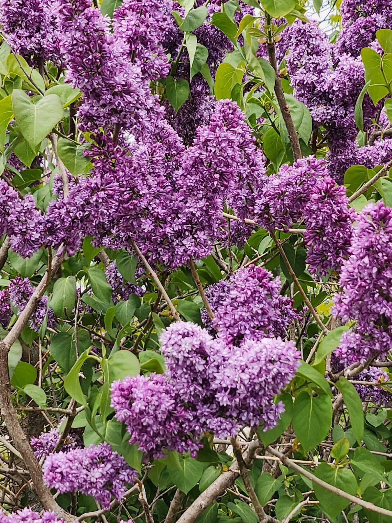 199 Stone Road Vassalboro, ME 04989 - Photo 53 of 57 lilac bushes