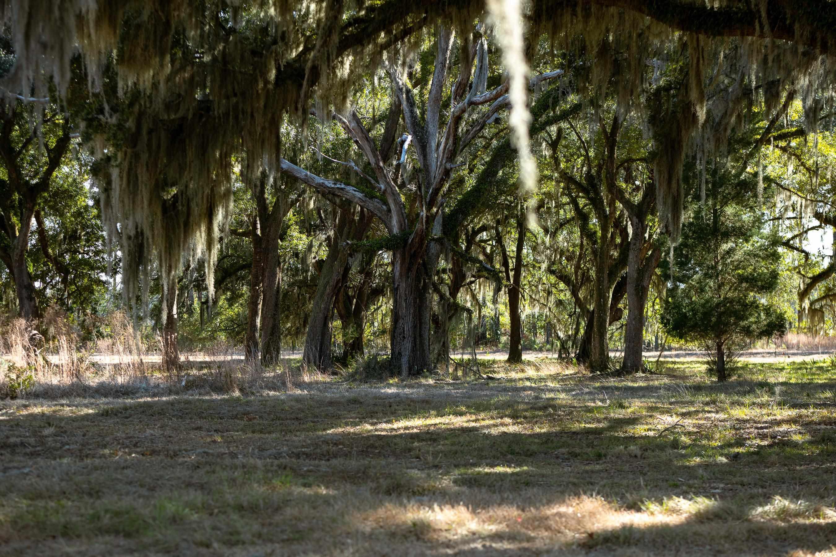 1939 Mauricena Road Georgetown, SC 29440 - Photo 11 of 15 View of local wilderness