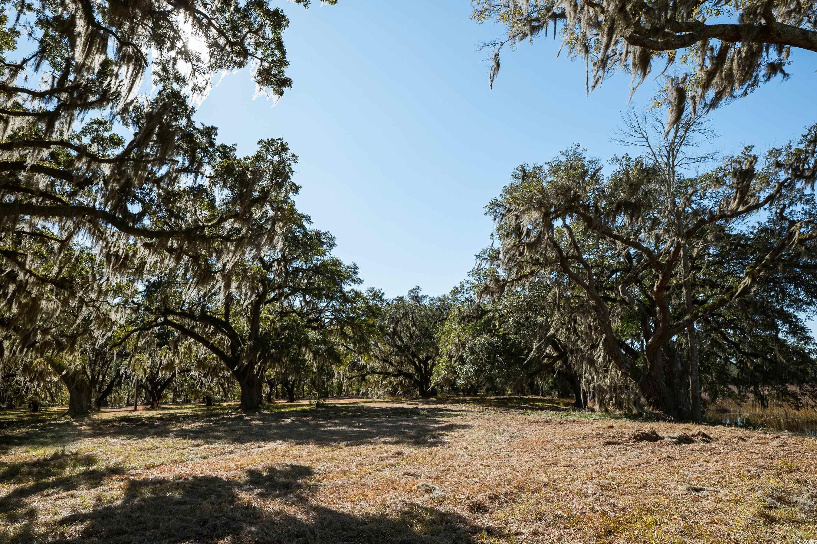 1939 Mauricena Road Georgetown, SC 29440 - Photo 13 of 15 View of nature