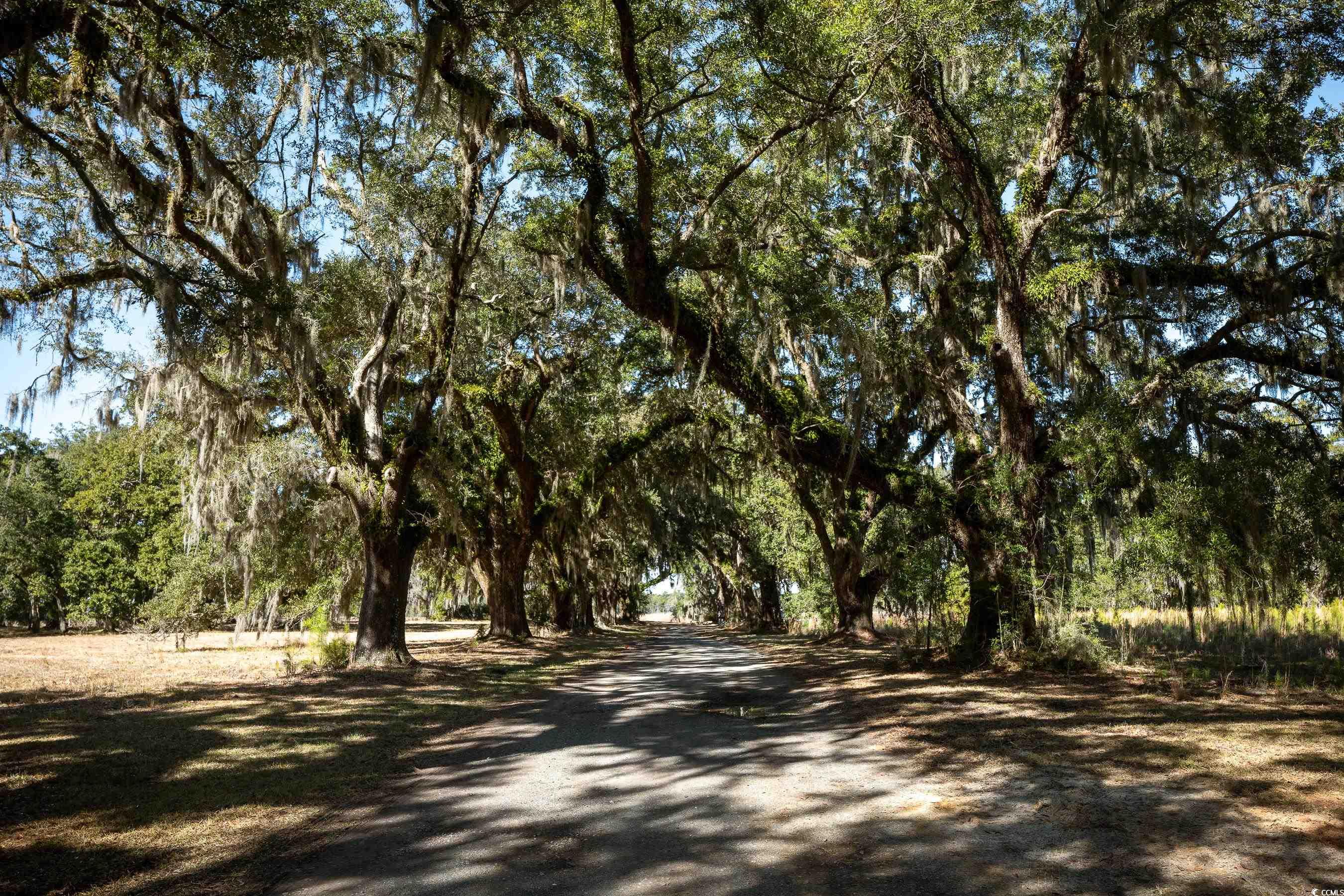 1939 Mauricena Road Georgetown, SC 29440 - Photo 3 of 15 View of asphalt road with a view of trees