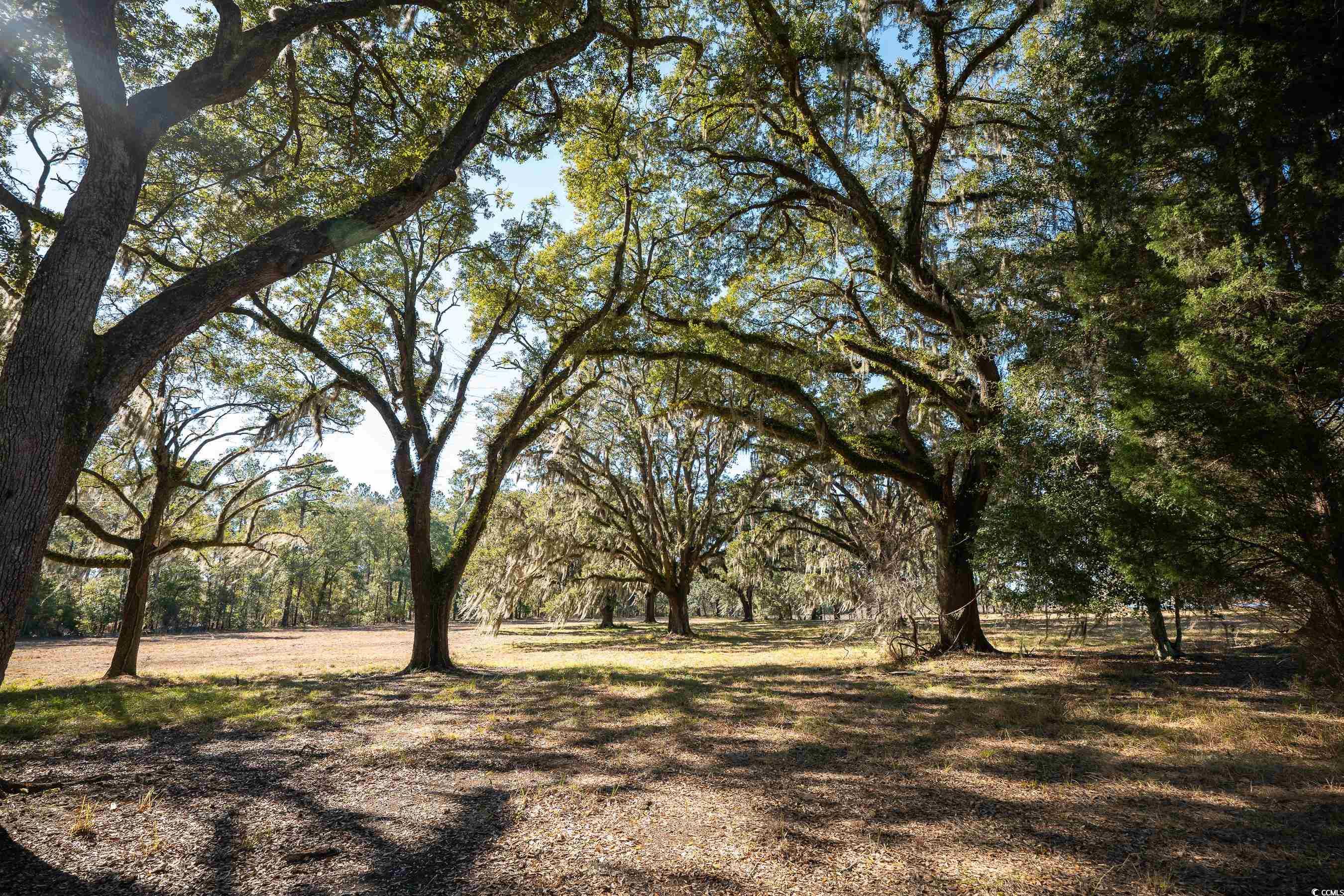 1939 Mauricena Road Georgetown, SC 29440 - Photo 10 of 15 View of yard