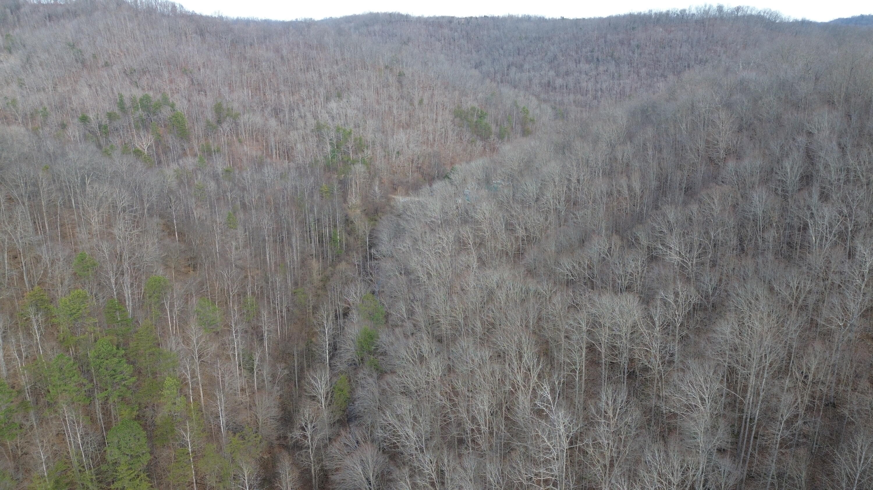 237 A Meat Scaffold Road Jackson, KY 41339 - Photo 30 of 44 Trees