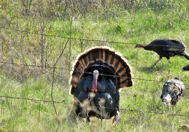 $300,000 | 510 Northwest 100th Street, Spickard, MO 64679