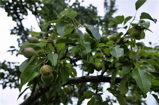 $300,000 | 510 Northwest 100th Street, Spickard, MO 64679