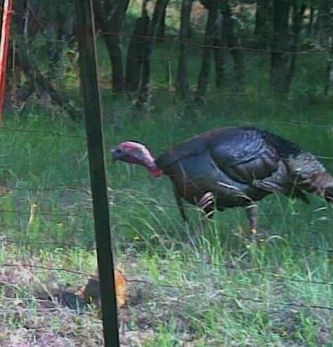 129 North FM 129 Santo, TX 76472 - Photo 21 of 28 a view of a garden
