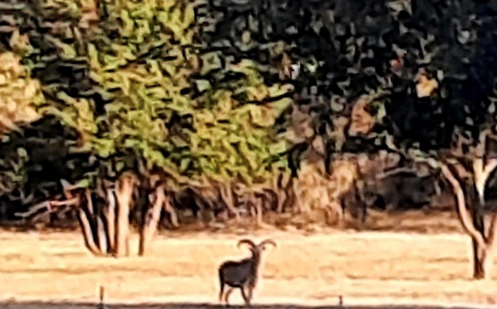 129 North FM 129 Santo, TX 76472 - Photo 8 of 28 a view of a yard