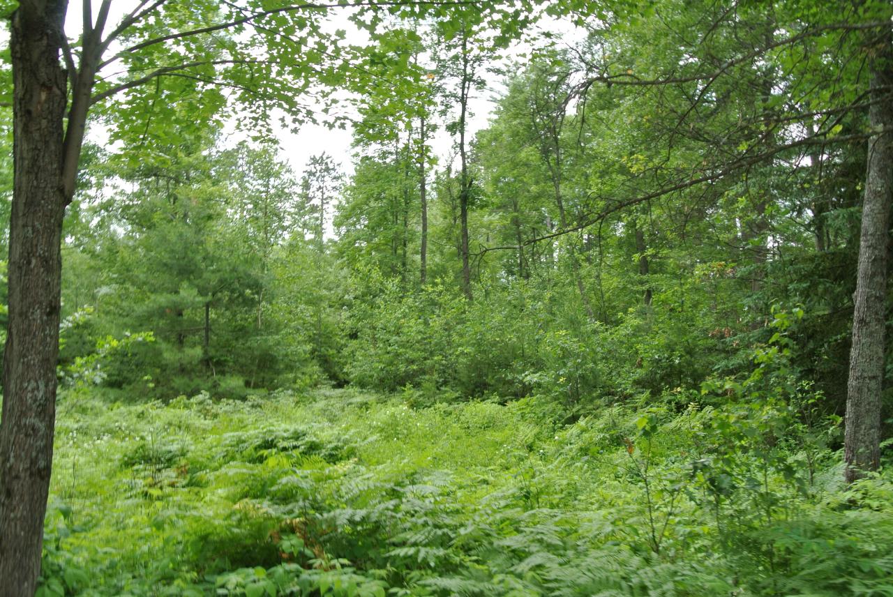 Lot 2 Brush Road Lake Tomahawk, WI 54539 - Photo 7 of 11 Gallery Image 7