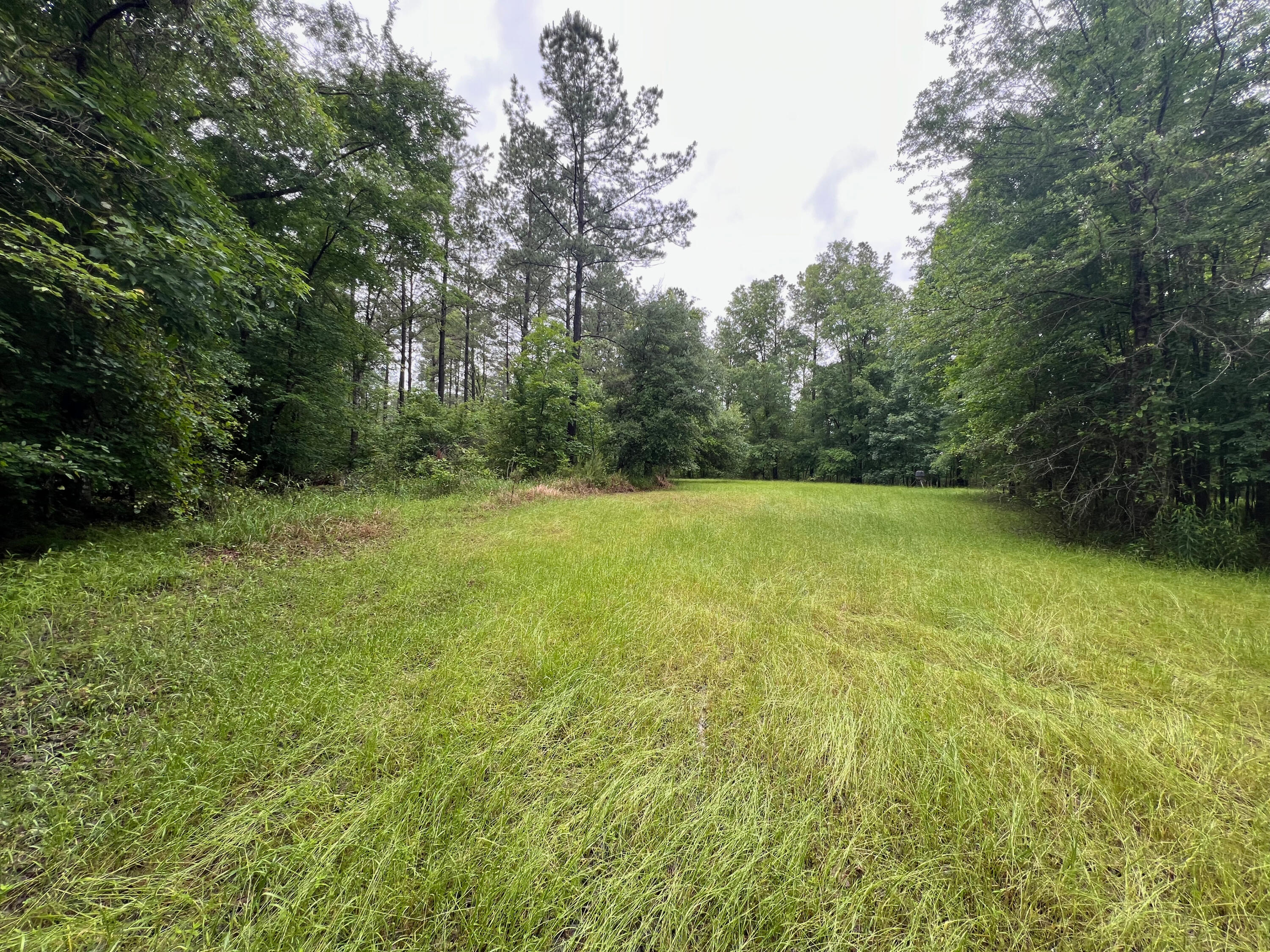 0 Co Road Shubuta, MS 39360 - Photo 16 of 19 shubuta land mls size (14 of 17)