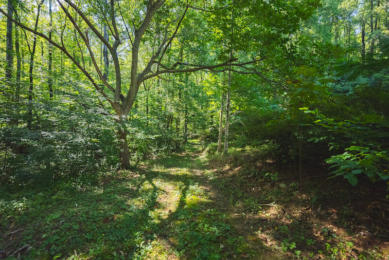 1423 North Fork Road Stuart, VA 24171 - Photo 50 of 78 a backyard of a house with lots of plants and large trees