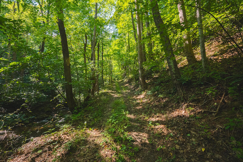 1423 North Fork Road Stuart, VA 24171 - Photo 59 of 78 a view of forest