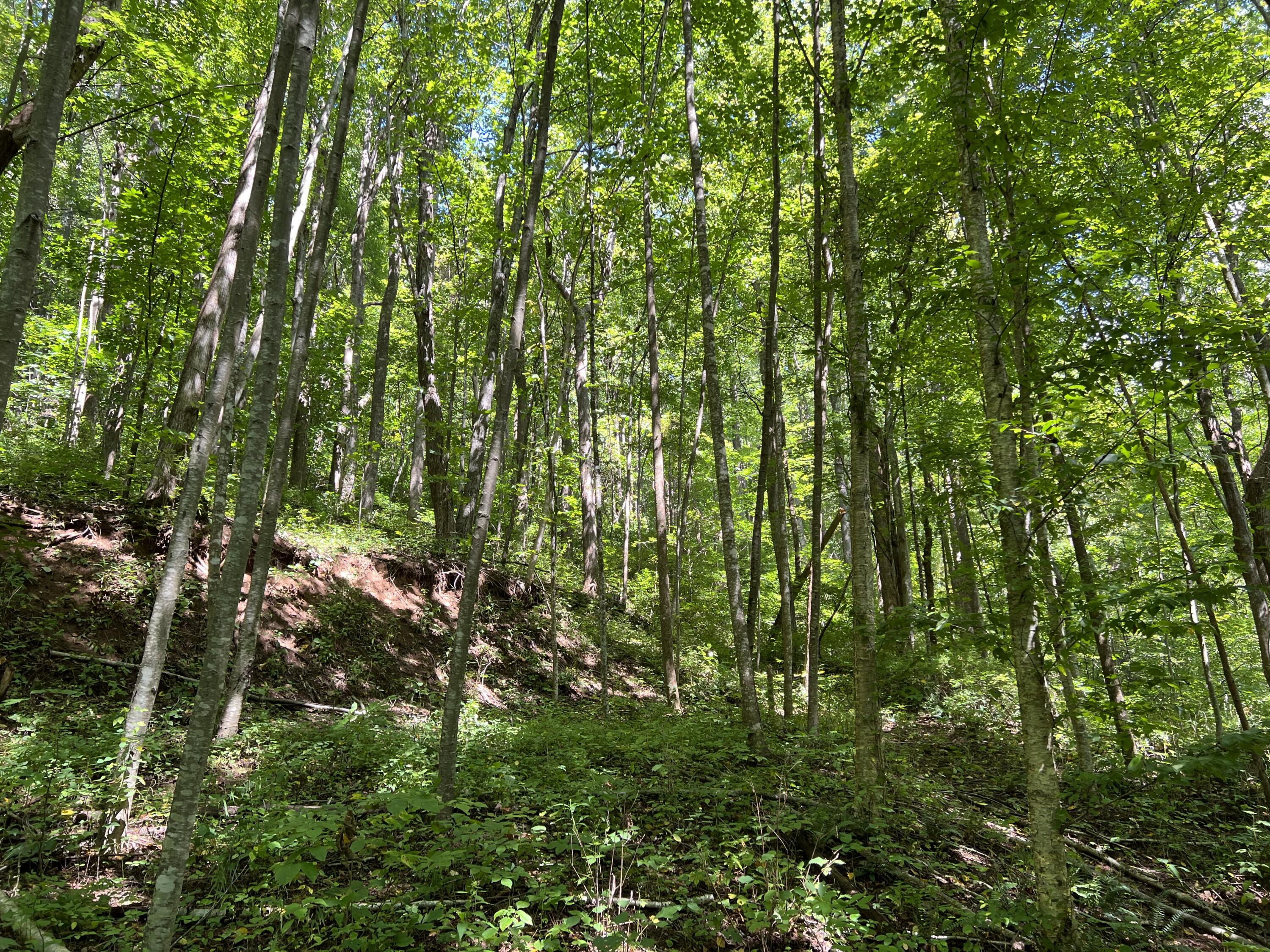 1423 North Fork Road Stuart, VA 24171 - Photo 73 of 78 a view of a lush green forest