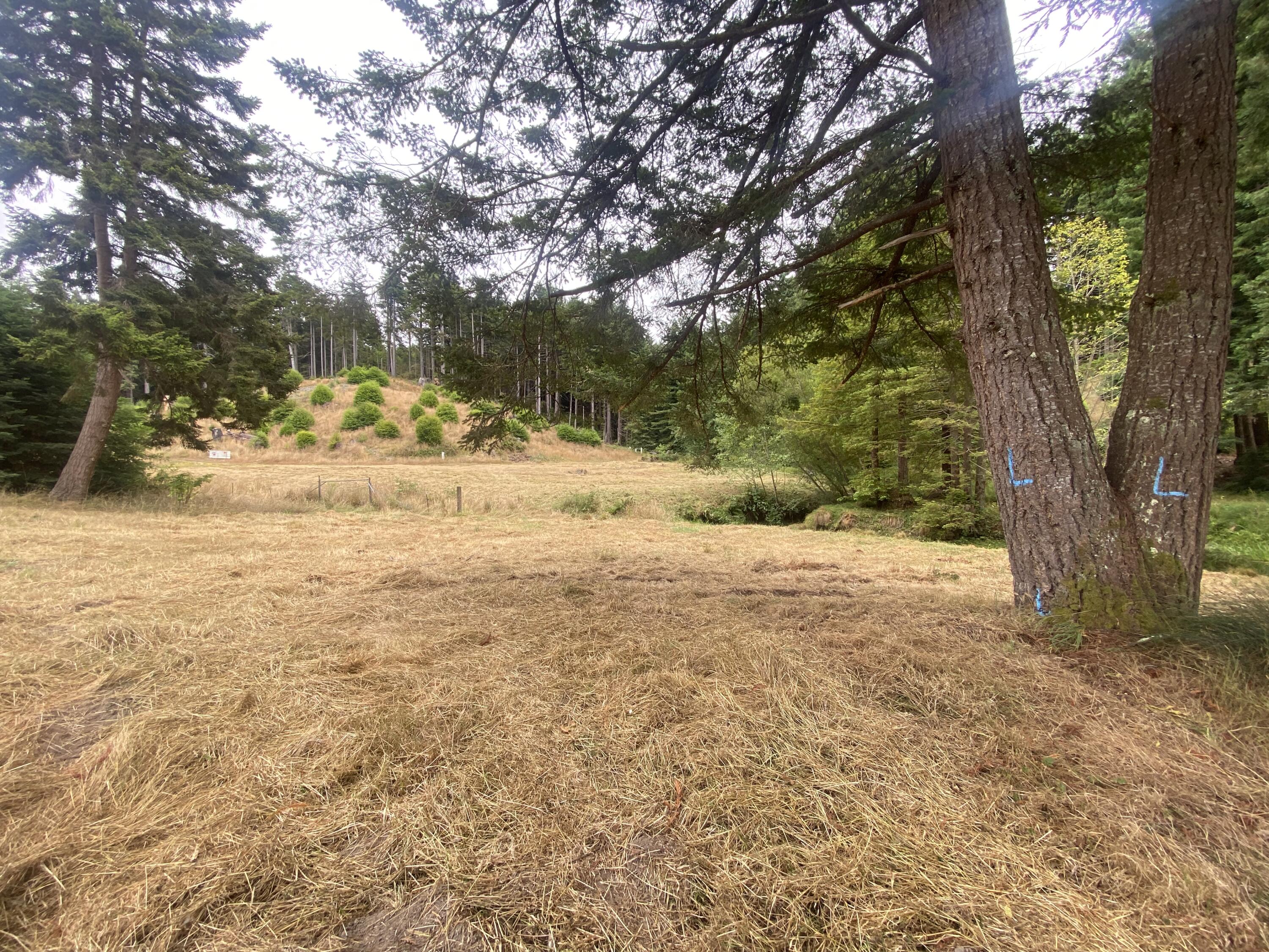 3 Pomeroy Hollow Road Freshwater, CA 95503 - Photo 6 of 12