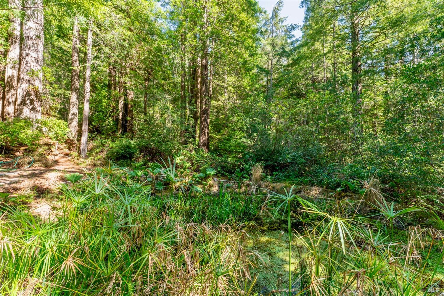 33100 Frog Pond Road Little River, CA 95456 - Photo 38 of 48 Overgrown Pond