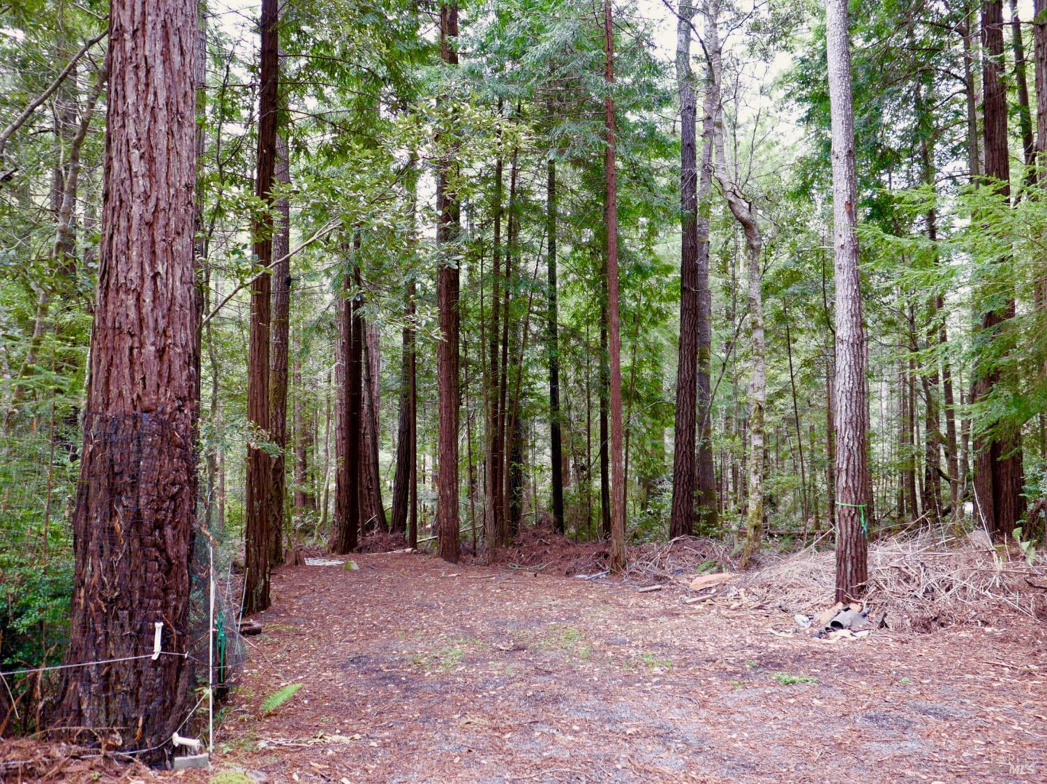 33100 Frog Pond Road Little River, CA 95456 - Photo 47 of 47 a view of outdoor space and tree
