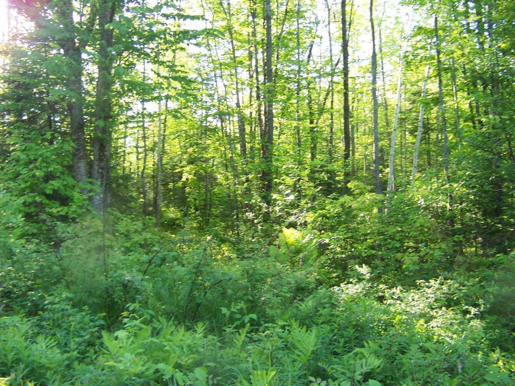 0 Tenny Hill Road Monson, ME 04464 - Photo 4 of 11 Photo