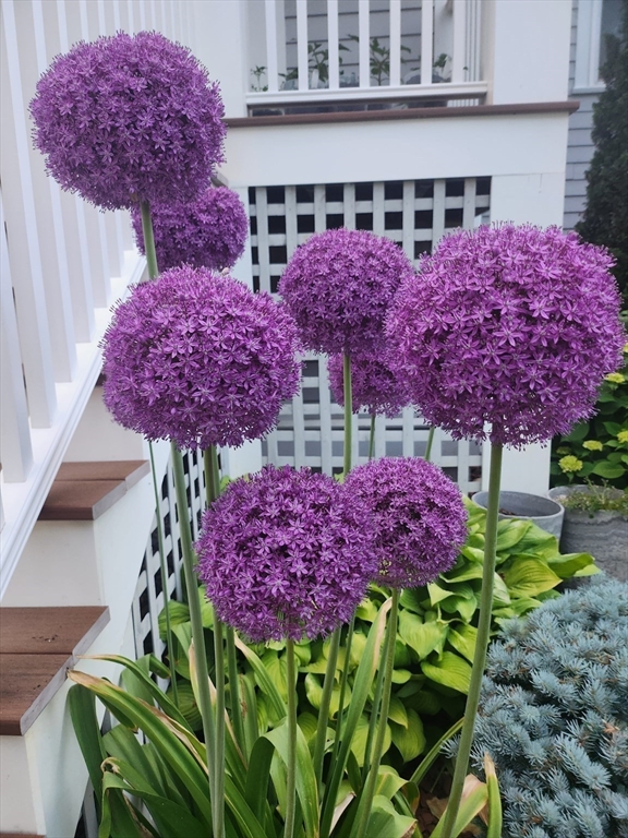 24 Epping Street Arlington, MA 02474 - Photo 41 of 42