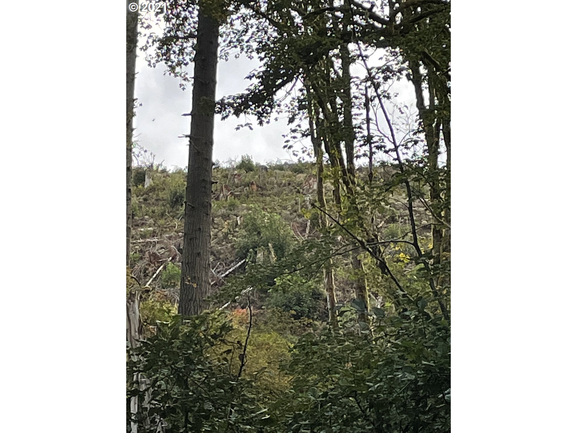Lower Nehalem Road Seaside, OR 97138 - Photo 2 of 4 a view of a forest with a tree