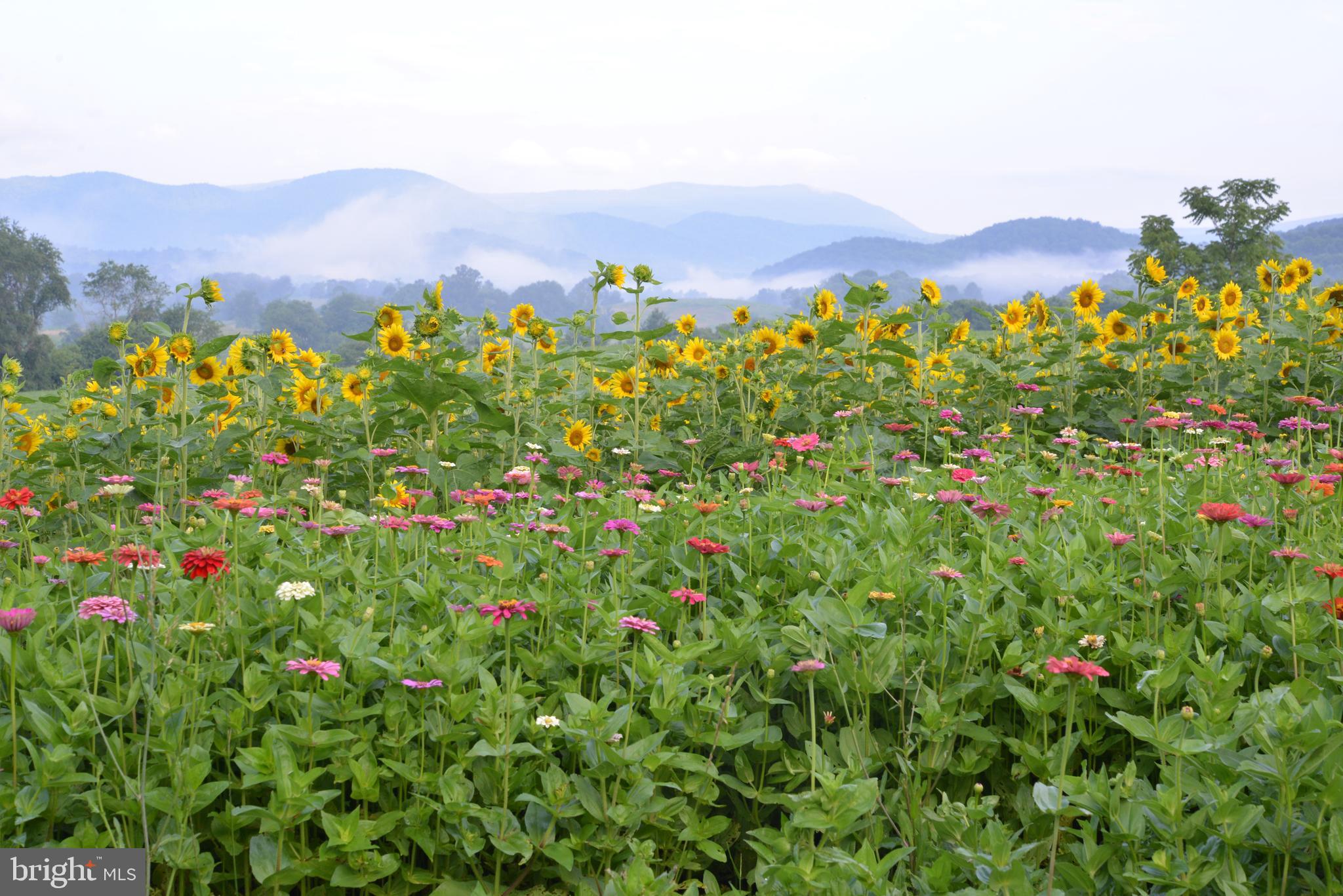 873 Hawlin Road Woodville, VA 22749 - Photo 37 of 45 a view of a lush green hillside and a houses