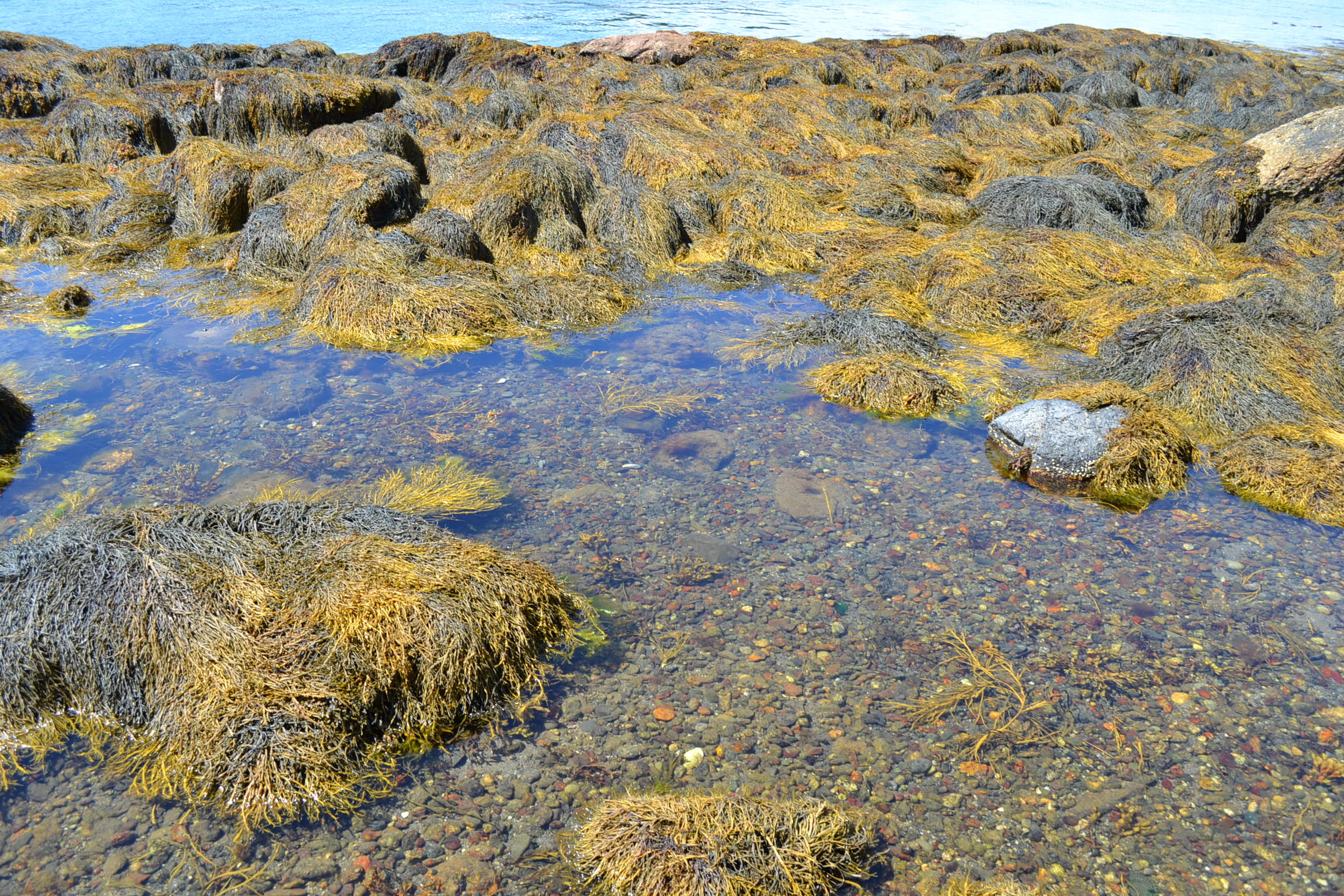 0 Pemaquid Harbor Road Pemaquid, ME 04558 - Photo 4 of 16 DSC_0688