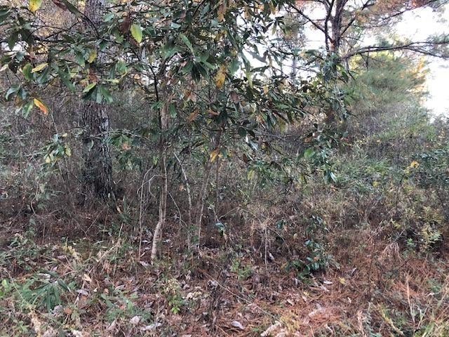 6-ac Adams Pond Road Opp, AL 36467 - Photo 7 of 20 Gallery Image 7