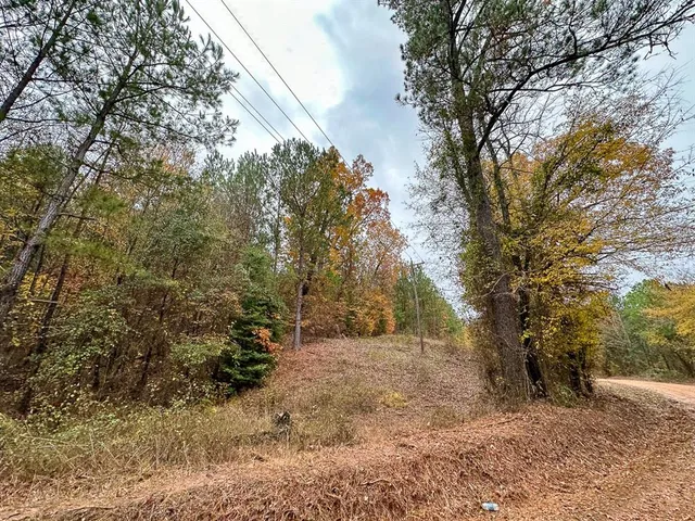 a view of a forest filled with trees