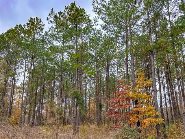 a view of outdoor space with lots of trees