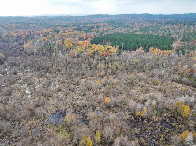 a view of a bunch of trees and bushes