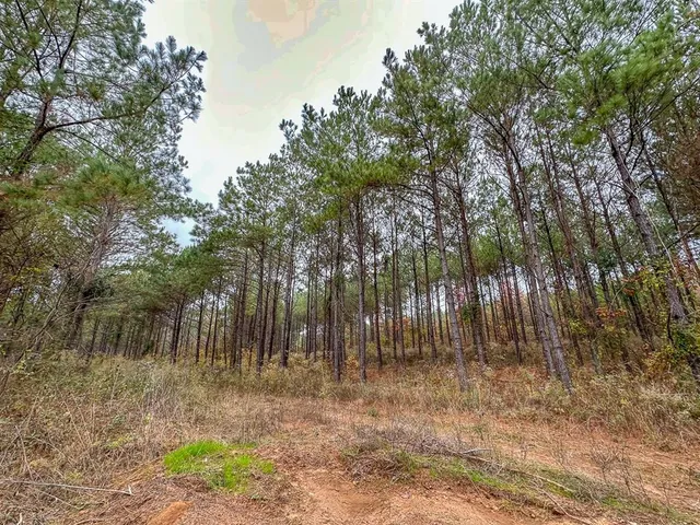 a view of backyard with green space
