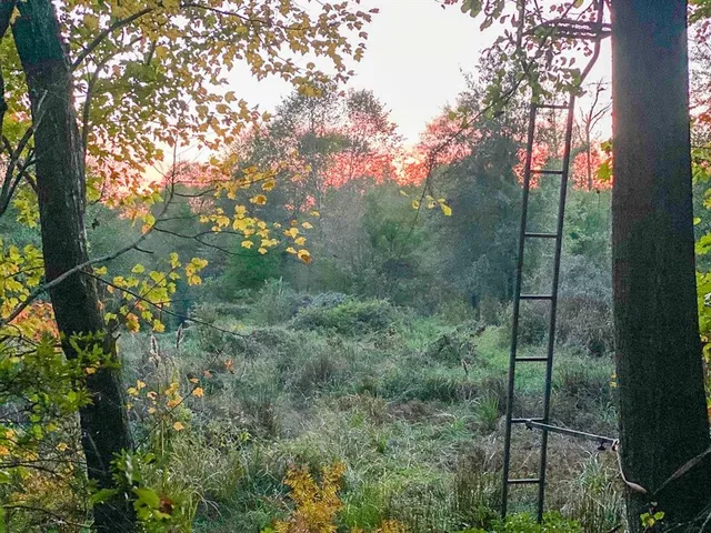 a view of a forest from a tree