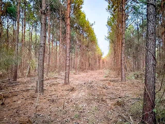 a backyard of a house with lots of trees