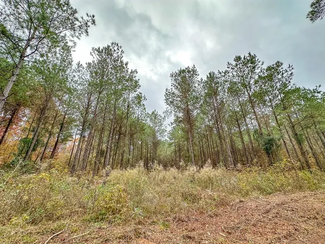 a view of river covered with trees