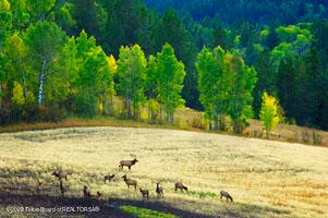 $299,000 | 6 Ridge Drive, Wayan, ID 83285