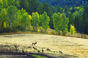 6 Ridge Drive Wayan, ID 83285 - Photo 3 of 5 Grouse Creek