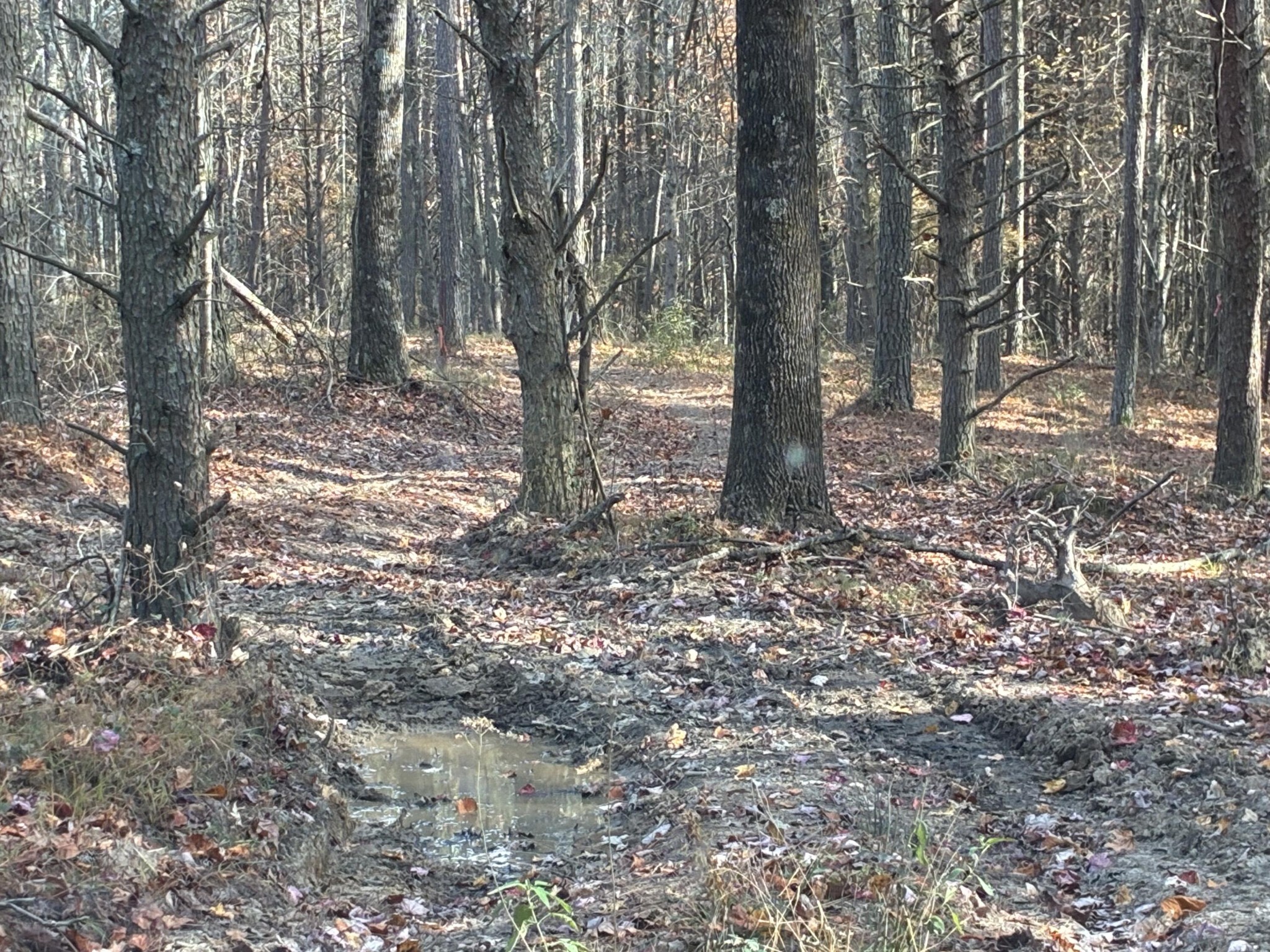 360 Bootleg Bend Guild, TN 37340 - Photo 1 of 23 a view of a forest filled with trees