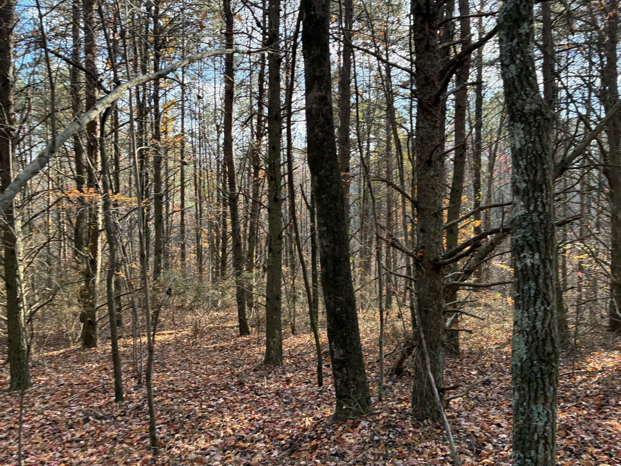 360 Bootleg Bend Guild, TN 37340 - Photo 11 of 23 a view of outdoor space