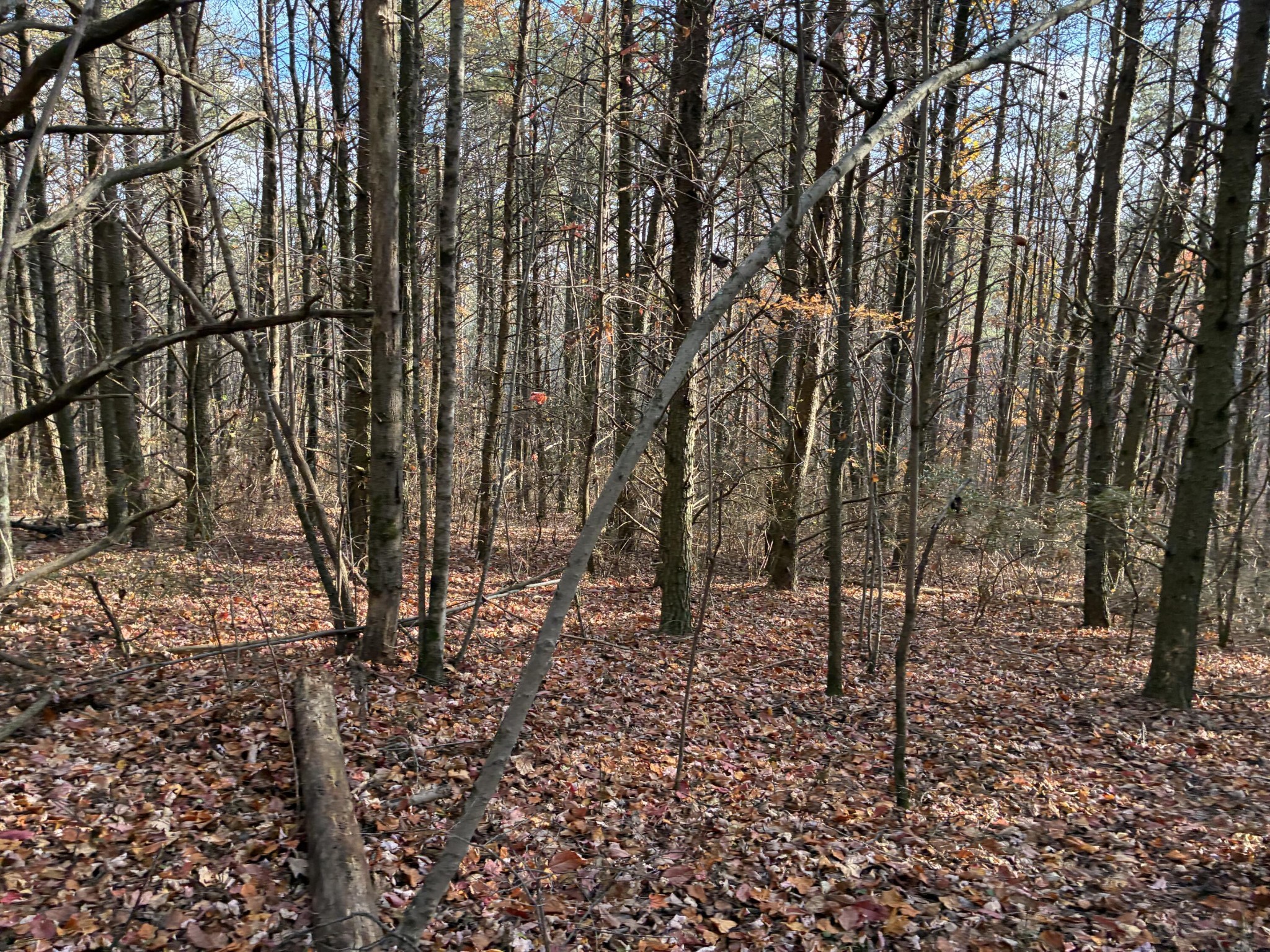 360 Bootleg Bend Guild, TN 37340 - Photo 12 of 23 a view of a forest filled with trees
