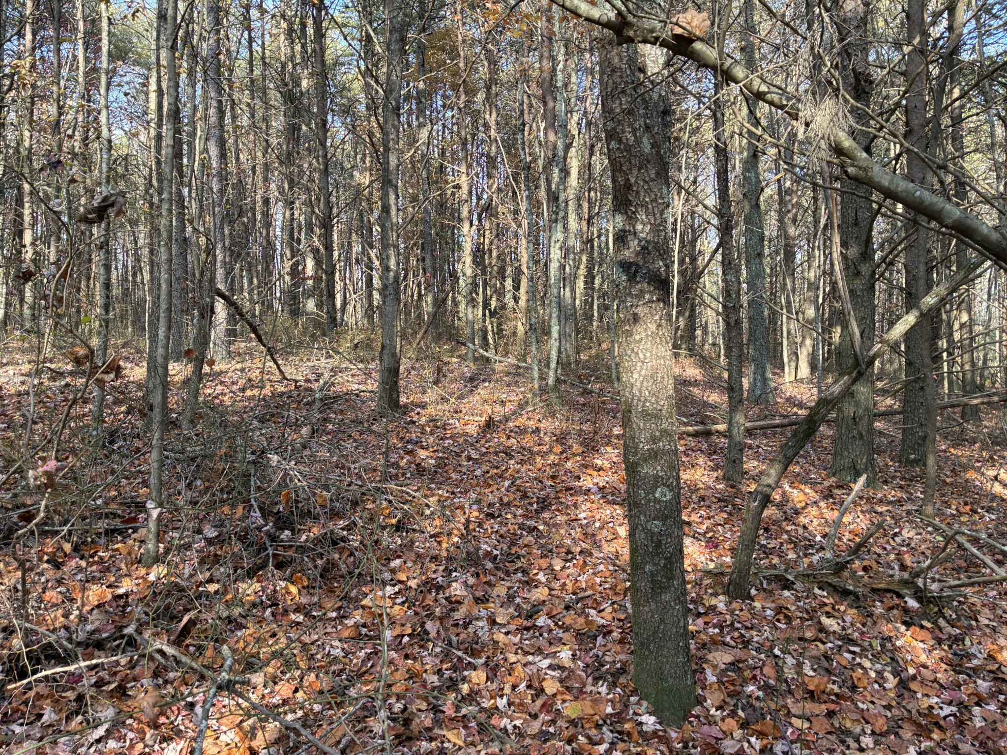 360 Bootleg Bend Guild, TN 37340 - Photo 14 of 23 a view of forest
