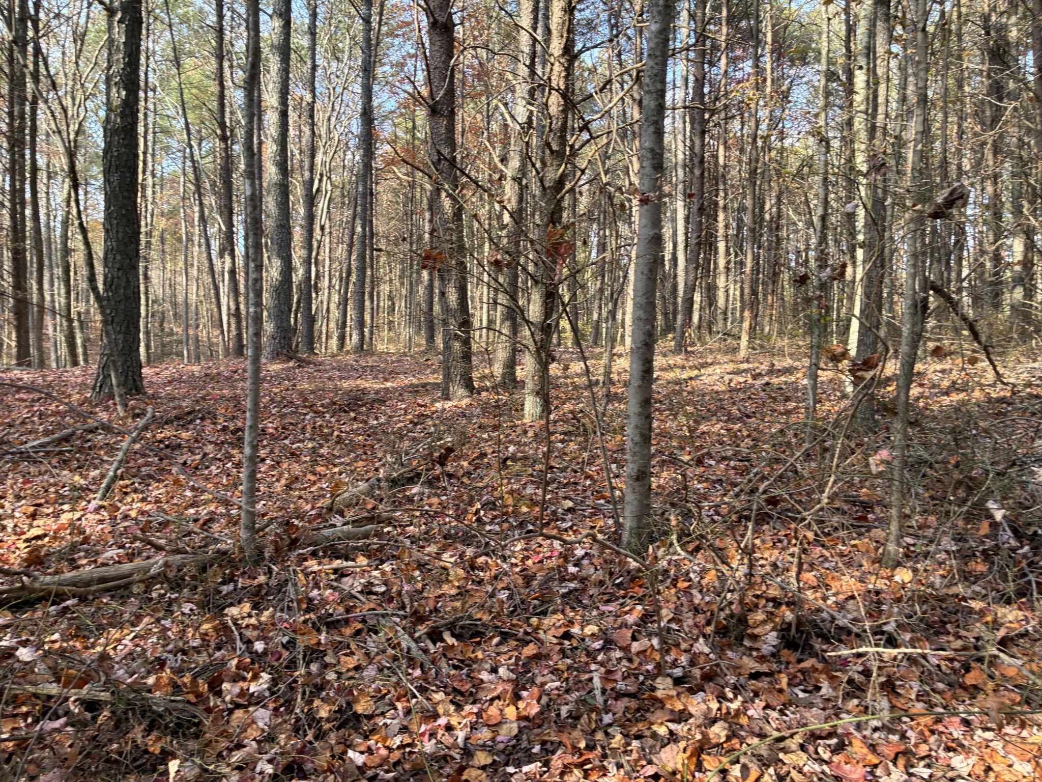 360 Bootleg Bend Guild, TN 37340 - Photo 15 of 23 a backyard of a house with lots of green space