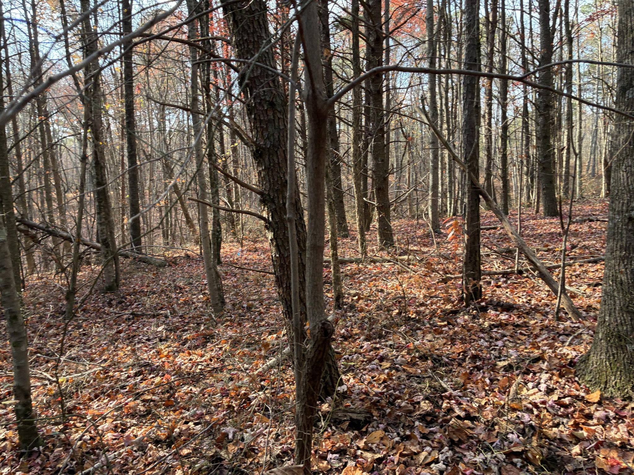 360 Bootleg Bend Guild, TN 37340 - Photo 16 of 23 a view of a forest with trees