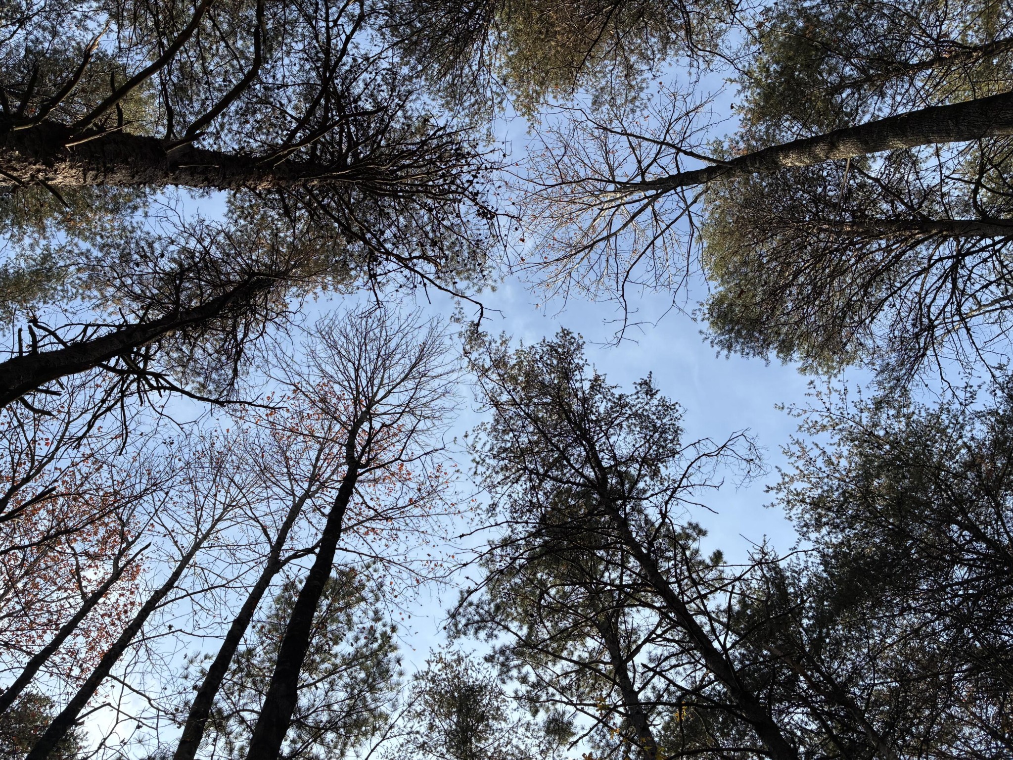 360 Bootleg Bend Guild, TN 37340 - Photo 2 of 23 a view of a forest filled with trees