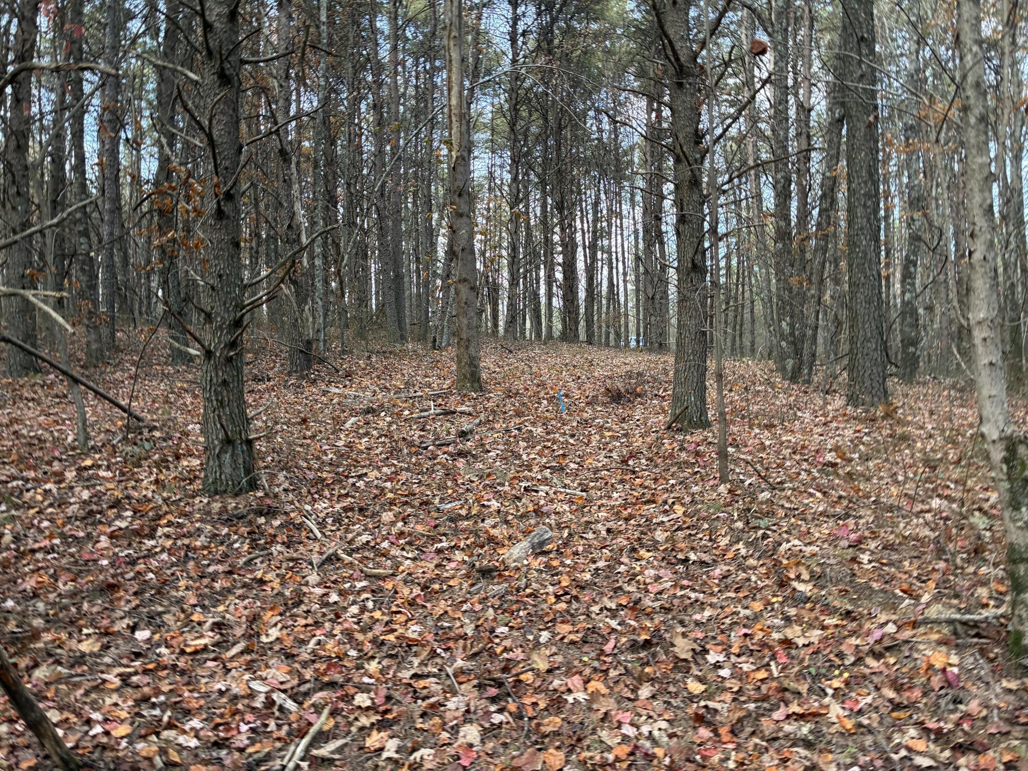 360 Bootleg Bend Guild, TN 37340 - Photo 23 of 23 a view of a yard with plants and trees