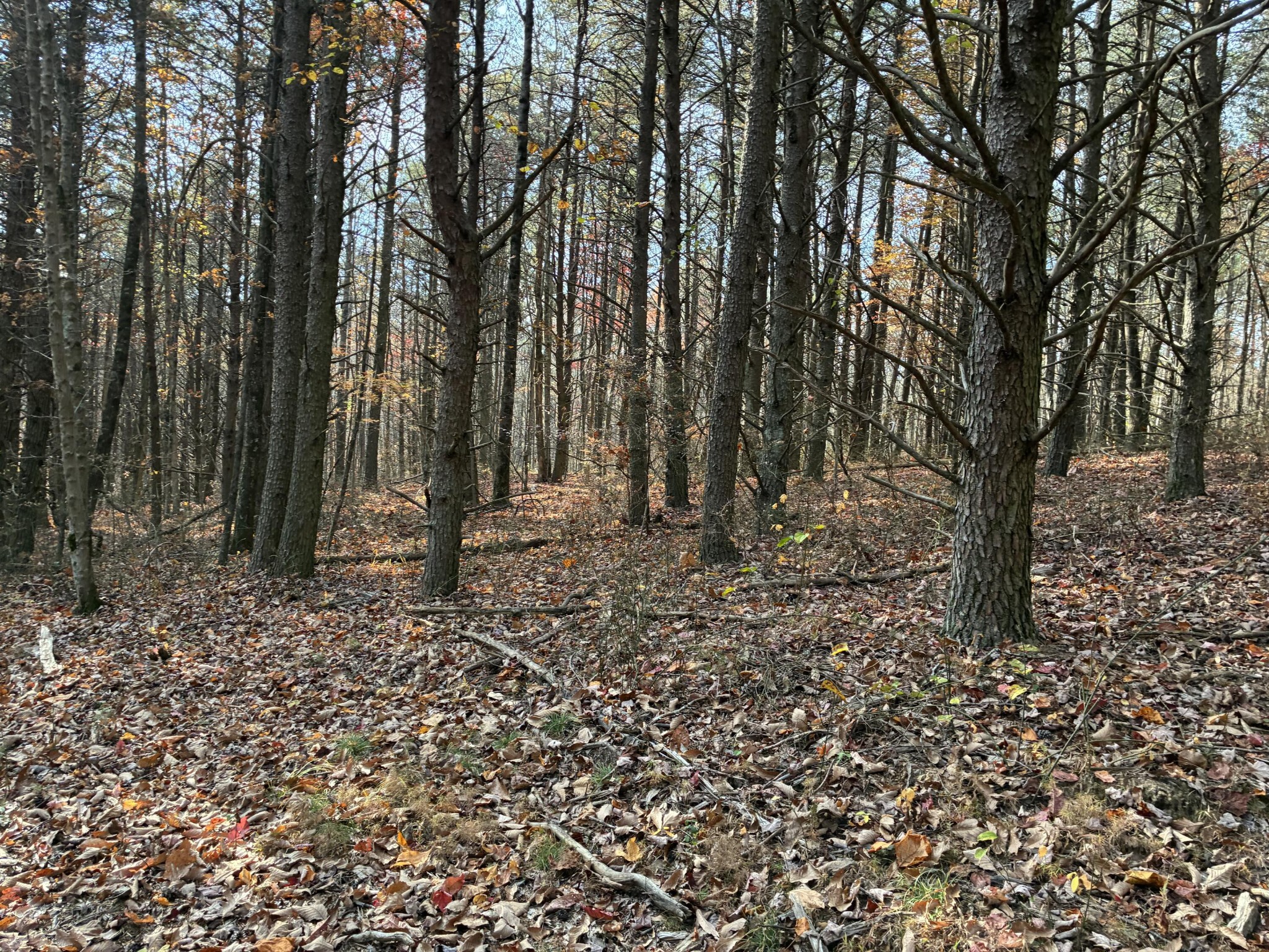 360 Bootleg Bend Guild, TN 37340 - Photo 6 of 23 a view of outdoor space with deck and tree