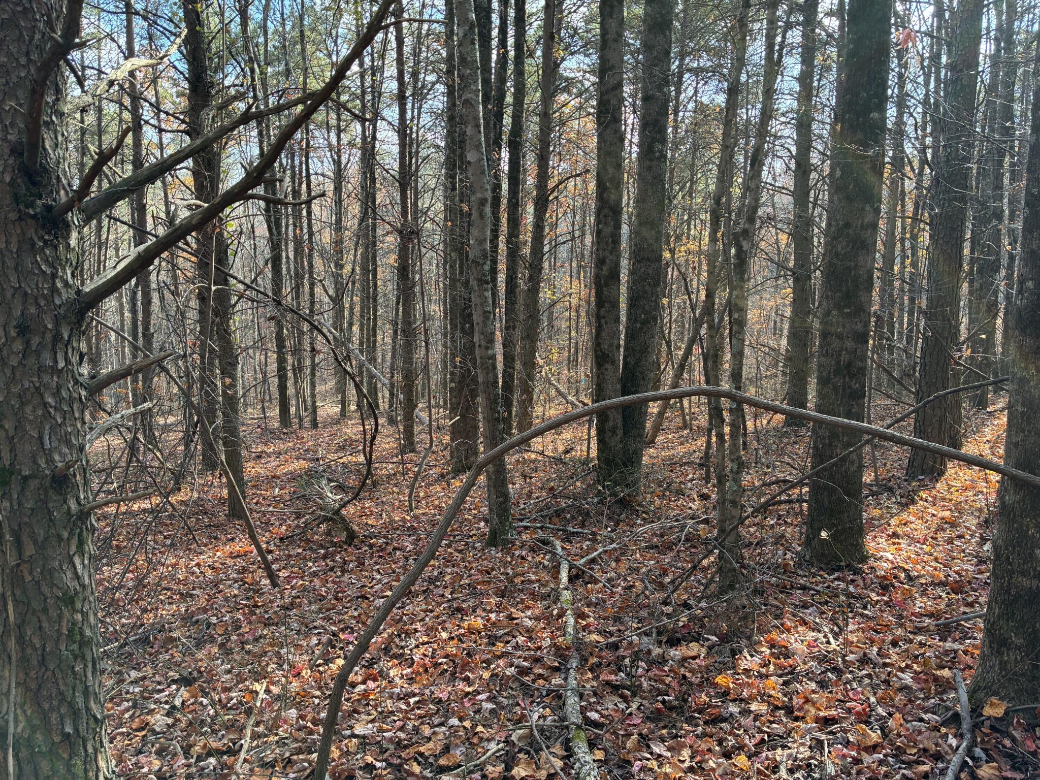 360 Bootleg Bend Guild, TN 37340 - Photo 8 of 23 a black and white trees