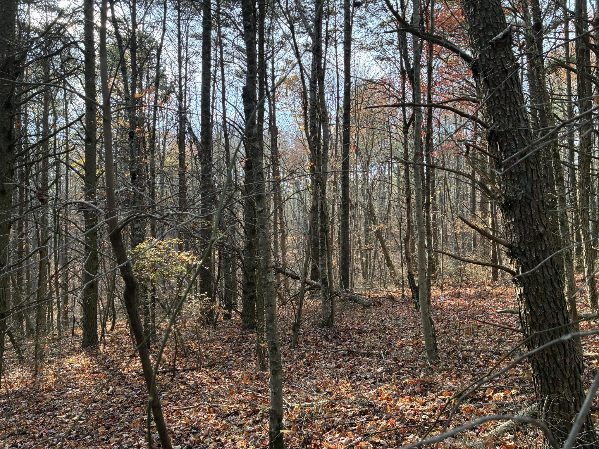 360 Bootleg Bend Guild, TN 37340 - Photo 10 of 23 a backyard of a house with lots of trees