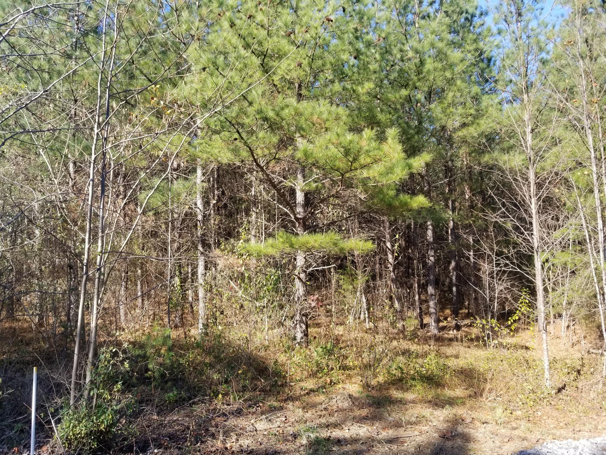 31 Stewart Road, Unit 5 8AC Graysville, TN 37338 - Photo 7 of 8 20171129_115037_resized