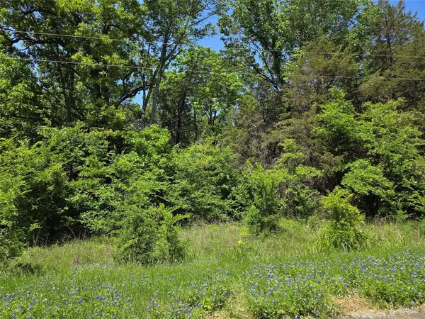 a view of a lush green forest