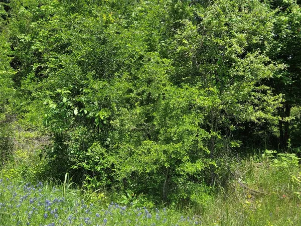 a view of a lush green forest